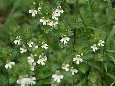 小米草的養(yǎng)殖方法有哪些需要注意的 小米草的養(yǎng)殖方法有哪些需要注意的