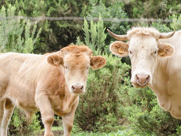 皇竹草養牛，種植皇竹草牧草一畝地可以養殖多少牛？