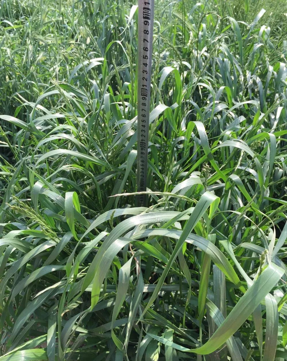 綠肥 - 光葉紫花苕生態特征以及栽培要點