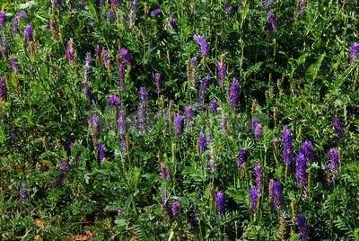正確的種植沙打旺,需要注意的地方有哪些 正確的種植沙打旺,需要注意的地方有哪些
