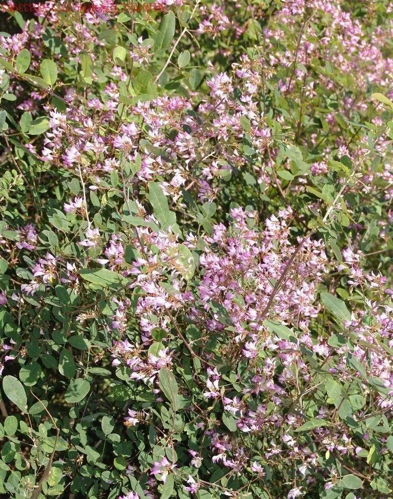 灌木種子—胡枝子基本介紹以及生態(tài)習(xí)性 灌木種子—胡枝子基本介紹以及生態(tài)習(xí)性