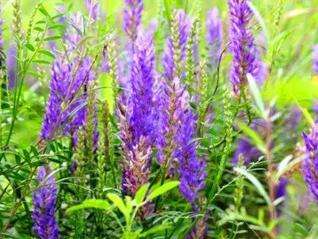 沙打旺基本詳情介紹以及播種方式 沙打旺基本詳情介紹以及播種方式