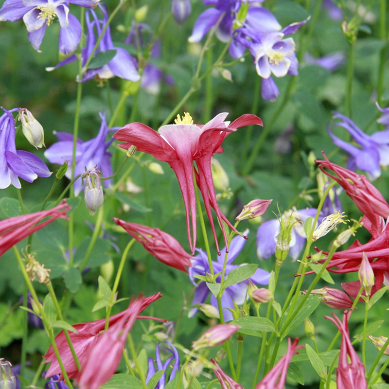 大花耬斗菜 大花耬斗菜