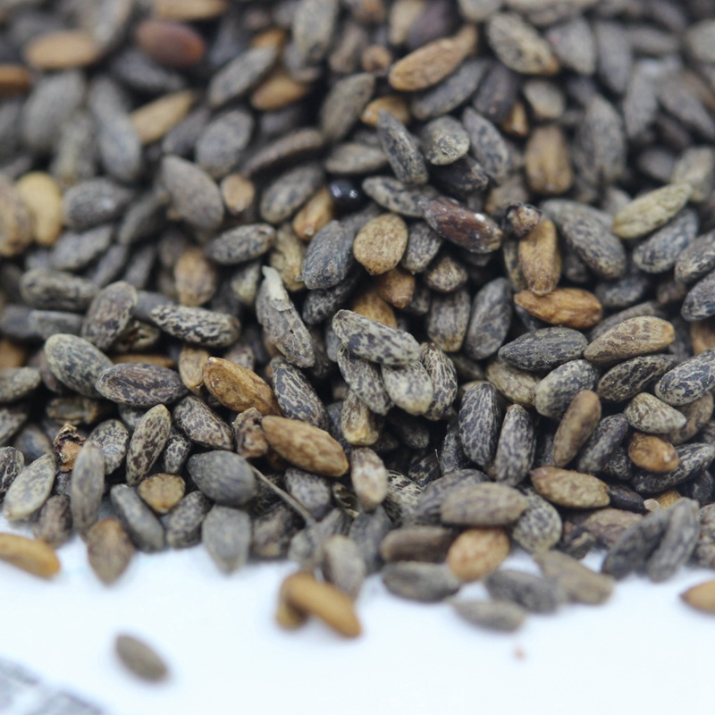 1588757271101315.jpg 紅色鼠尾草 (3).JPG