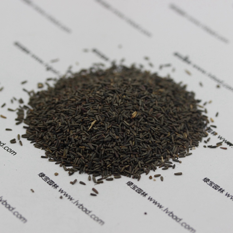 草原松果菊 草原松果菊