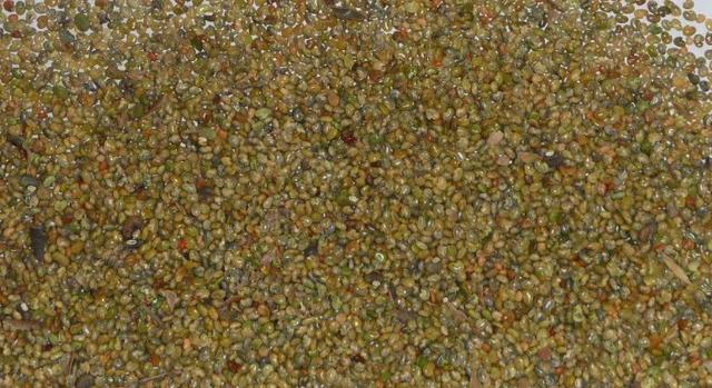 豬屎豆種植技術(shù)說(shuō)明，什么時(shí)候種植最佳？