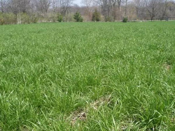 超越冬一年生黑麥草—冬鷹(Winter Hawk)耐寒能力強(qiáng) 超越冬一年生黑麥草—冬鷹(Winter Hawk)耐寒能力強(qiáng)