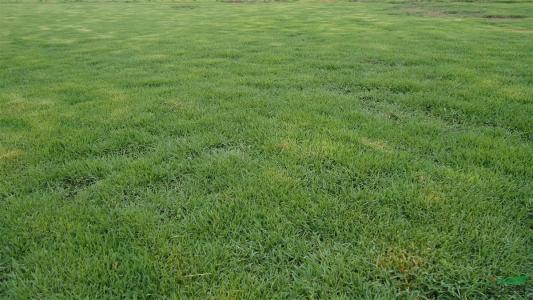 結(jié)縷草草坪草的經(jīng)濟(jì)價(jià)值及其種植管理技術(shù) 結(jié)縷草草坪草的經(jīng)濟(jì)價(jià)值及其種植管理技術(shù)