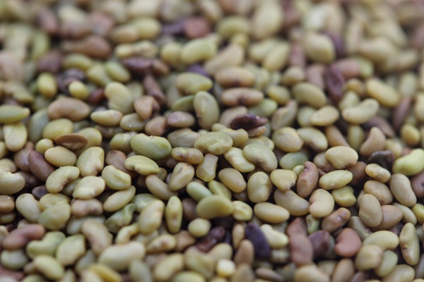 高產量優質牧草種子-紫花苜蓿