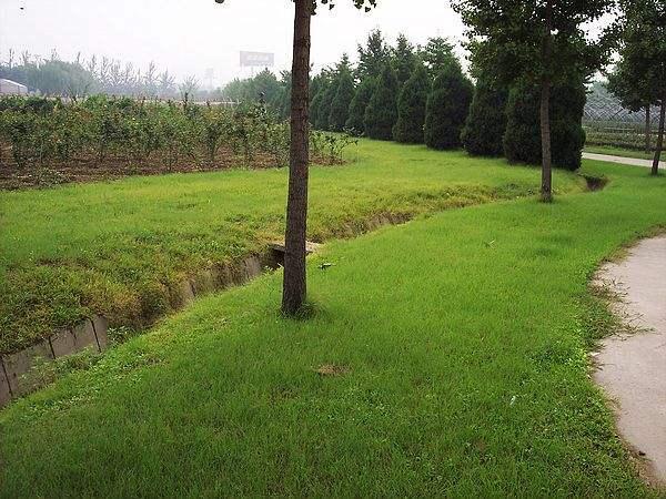 野牛草種植技術以及養護管理方法有哪些 野牛草種植技術以及養護管理方法有哪些