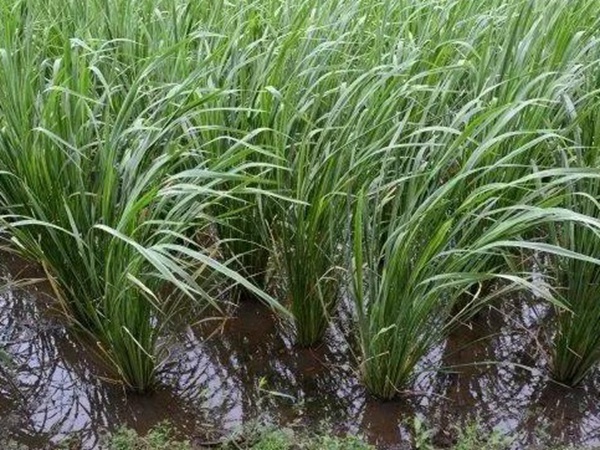 種植皇竹草養牛劃算嗎,一頭牛吃多少斤皇竹草 種植皇竹草養牛劃算嗎,一頭牛吃多少斤皇竹草