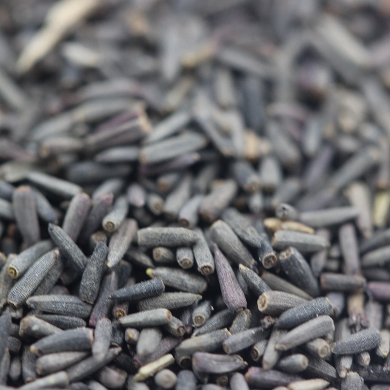 草原松果菊 草原松果菊