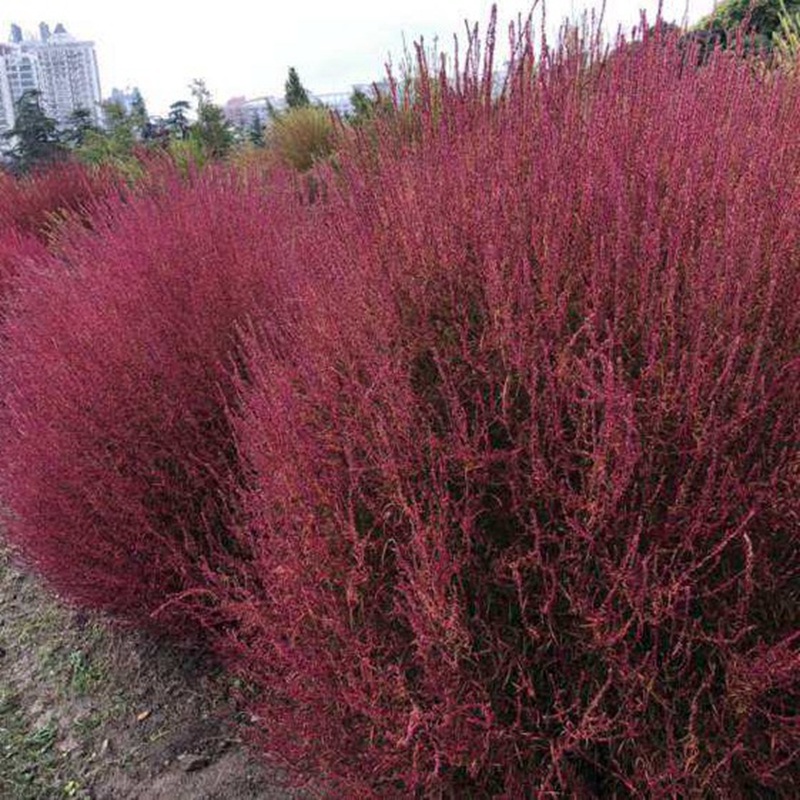 紅色地膚 紅色地膚