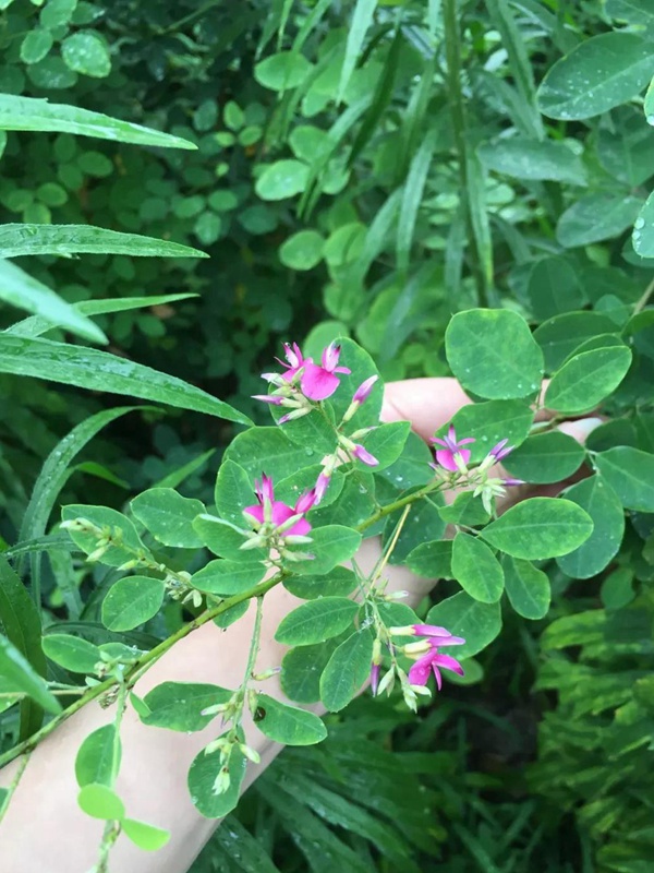耐寒性較好—二色胡枝子栽培技術(shù)要點(diǎn) 耐寒性較好—二色胡枝子栽培技術(shù)要點(diǎn)