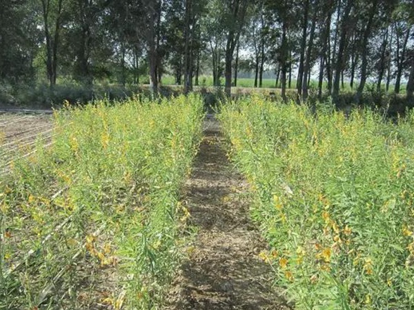 豬屎豆栽培技術與管理應用方法 豬屎豆栽培技術與管理應用方法