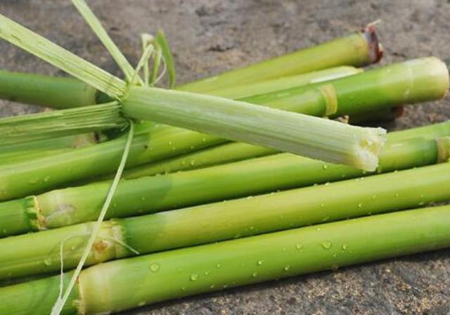 甜高粱播種對生長環境有什么要求,種植應該注意什么 甜高粱播種對生長環境有什么要求,種植應該注意什么