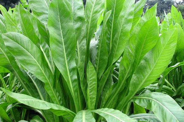 栽種優質牧草——菊苣種子營養價值高 養兔首選 栽種優質牧草——菊苣種子營養價值高 養兔首選