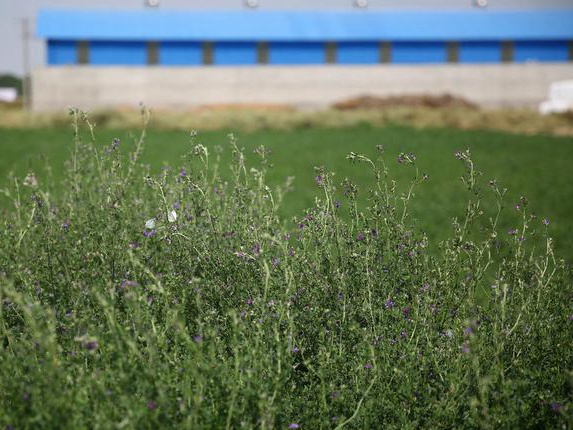 紫花苜蓿牧草種子種植技術及在畜牧生產中的應用 紫花苜蓿牧草種子種植技術及在畜牧生產中的應用