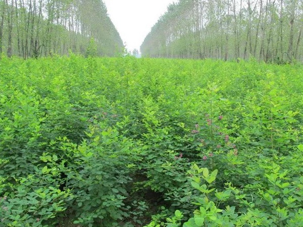 耐寒性較好—二色胡枝子栽培技術(shù)要點(diǎn) 耐寒性較好—二色胡枝子栽培技術(shù)要點(diǎn)