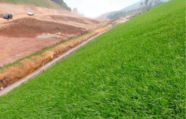 一次種植，多次收益的優(yōu)質(zhì)牧草——多年生黑麥草