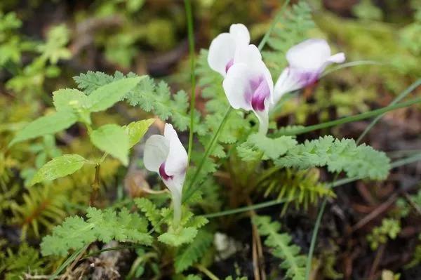 “小米草”的養(yǎng)護方法與播種繁殖 “小米草”的養(yǎng)護方法與播種繁殖