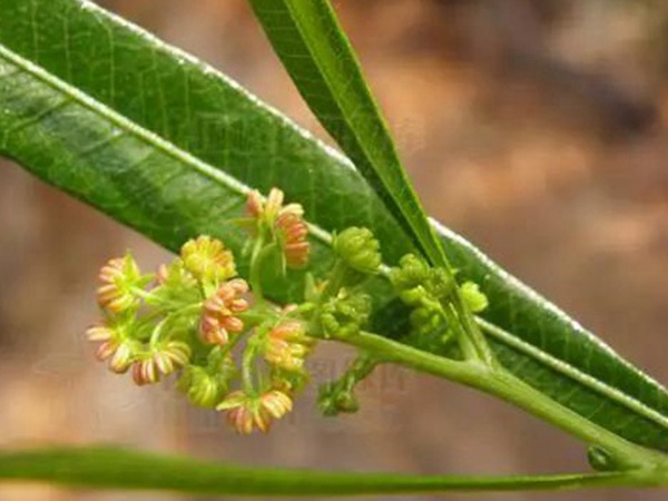 車桑子基本詳情介紹以及一車桑子的插花作品 車桑子基本詳情介紹以及一車桑子的插花作品