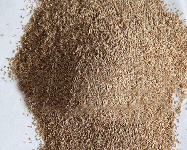 草坪綠化中的王者,護坡能力強大的的剪股穎草種 草坪綠化中的王者,護坡能力強大的的剪股穎草種