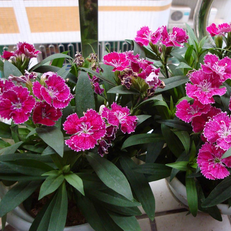 包衣五彩石竹 包衣五彩石竹