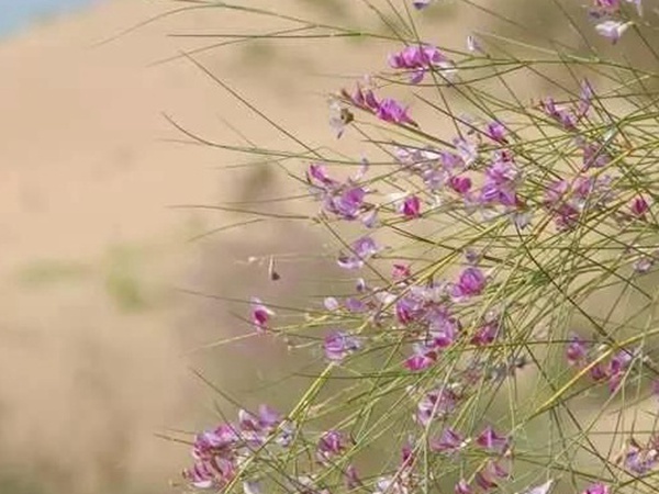 常見植物花棒——耐旱、喜光樹種