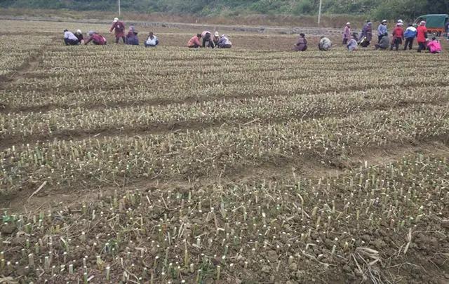 皇竹草養(yǎng)豬、喂雞可降低成本增加收入,栽培方法! 皇竹草養(yǎng)豬、喂雞可降低成本增加收入,栽培方法!