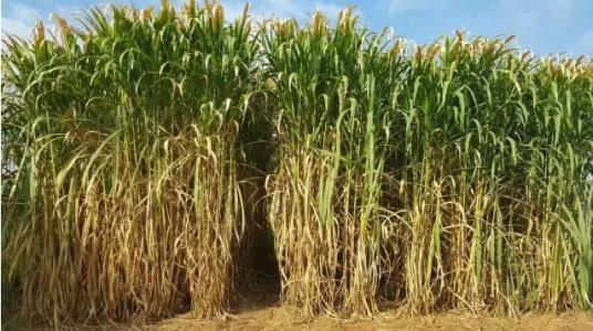 皇竹草的生長環境要求，種植特點分析