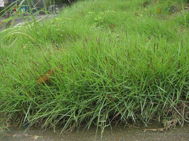 結(jié)縷草草坪草的經(jīng)濟(jì)價(jià)值及其種植管理技術(shù) 結(jié)縷草草坪草的經(jīng)濟(jì)價(jià)值及其種植管理技術(shù)