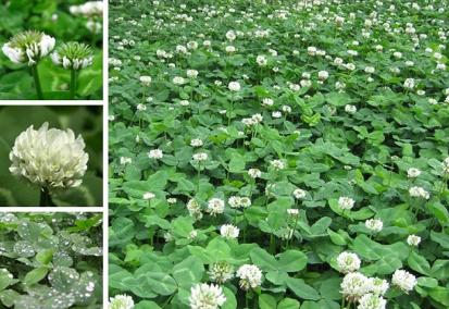 白三葉草栽培方法,這類牧草的栽種有哪些要求? 白三葉草栽培方法,這類牧草的栽種有哪些要求?