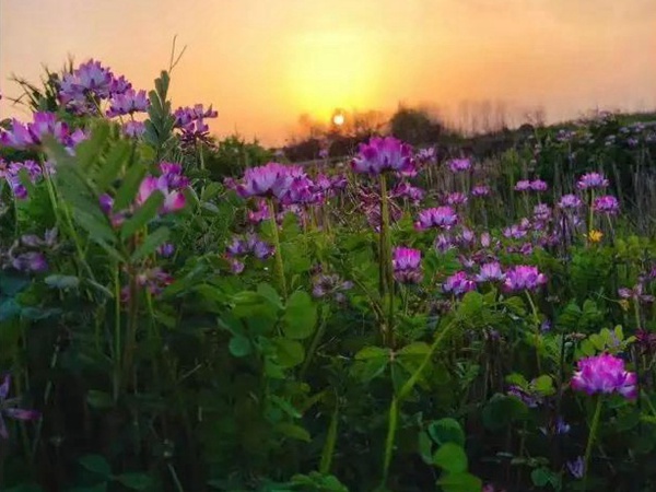 誤入人間的天使——紫衣花海的紫云英 誤入人間的天使——紫衣花海的紫云英