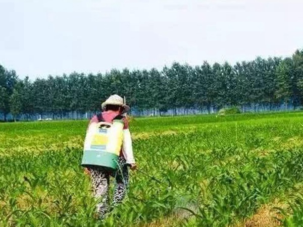 墨西哥玉米草出苗成活率是什么原因,怎么樣提高成活率? 墨西哥玉米草出苗成活率是什么原因,怎么樣提高成活率?