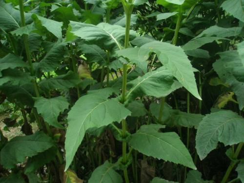 串葉松香草主要價值以及栽培技術(shù)介紹 串葉松香草主要價值以及栽培技術(shù)介紹