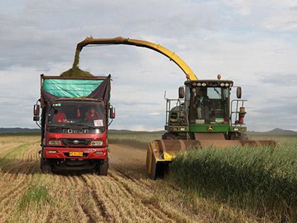 燕麥草種子挑選采收有哪些？栽培方法有哪些？