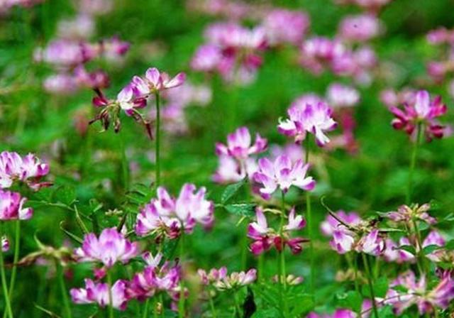 種植紫云英技巧方法,重視蟲害,要想產量高要注意的問題 種植紫云英技巧方法,重視蟲害,要想產量高要注意的問題