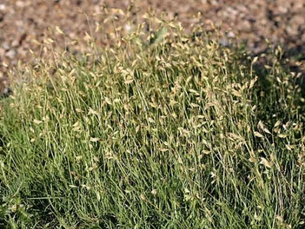 野牛草草坪建植特點(diǎn)以及介紹 野牛草草坪建植特點(diǎn)以及介紹