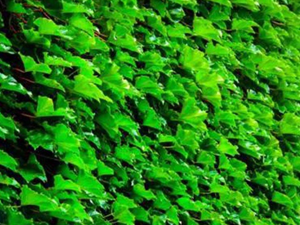 爬山虎種植方法與播種前應該如何準備 爬山虎種植方法與播種前應該如何準備