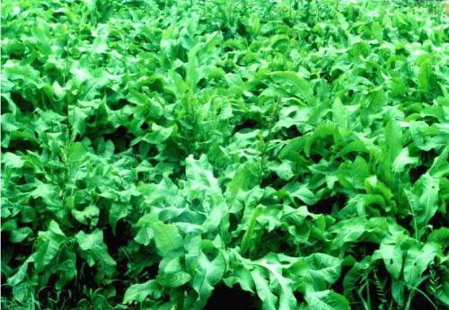 魯梅克斯的前景應用,主要特點是什么? 魯梅克斯的前景應用,主要特點是什么?