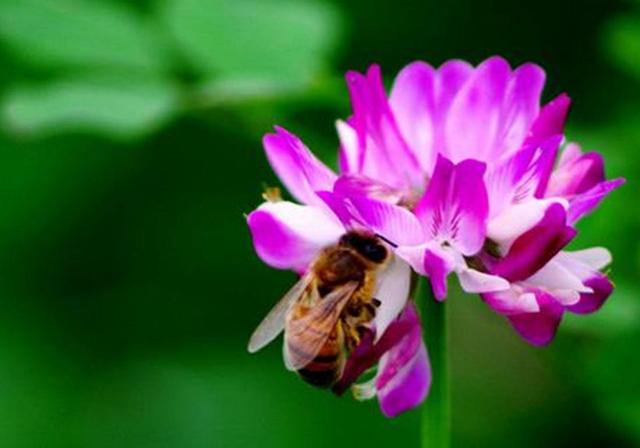 種植紫云英技巧方法,重視蟲害,要想產量高要注意的問題 種植紫云英技巧方法,重視蟲害,要想產量高要注意的問題