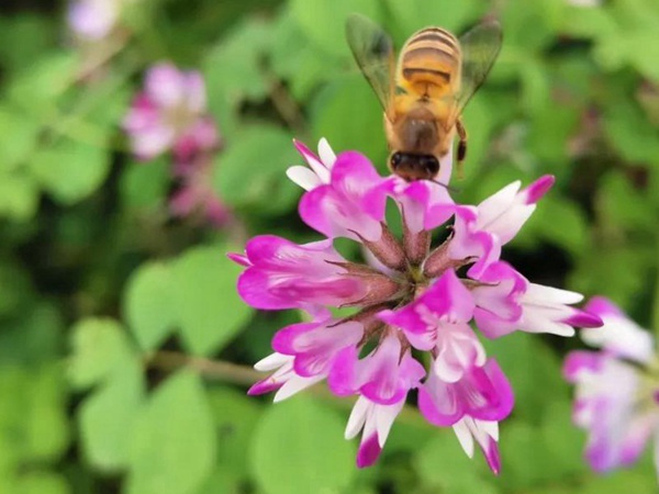 “草籽花”紫云英——滿滿的美好回憶 “草籽花”紫云英——滿滿的美好回憶