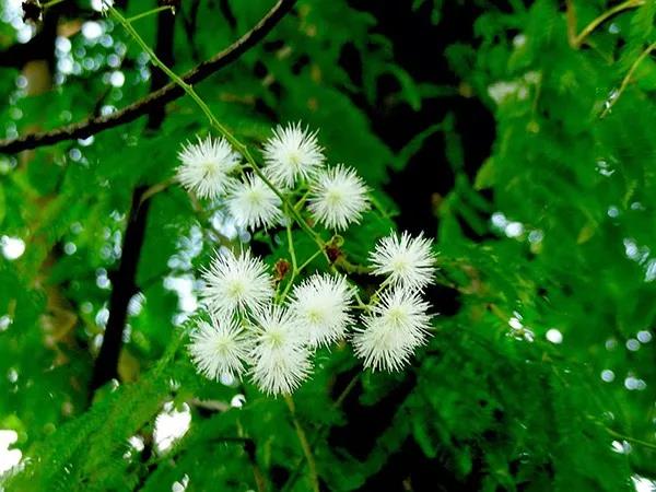 賞花——【銀合歡】主要價值 賞花——【銀合歡】主要價值