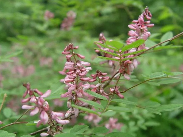 多花木蘭--常用護坡灌木種子栽培技術 多花木蘭--常用護坡灌木種子栽培技術