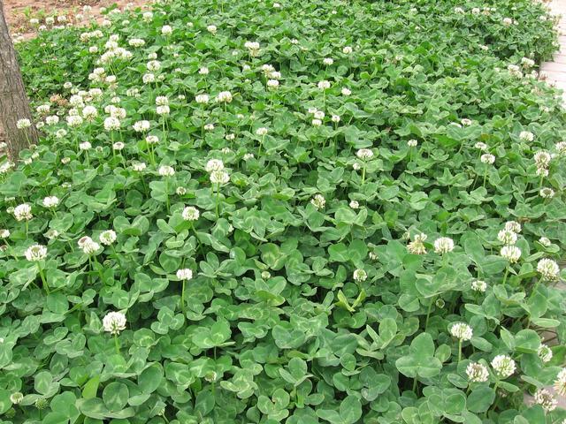 白三葉的播種前需要注意什么與管理方法 白三葉的播種前需要注意什么與管理方法