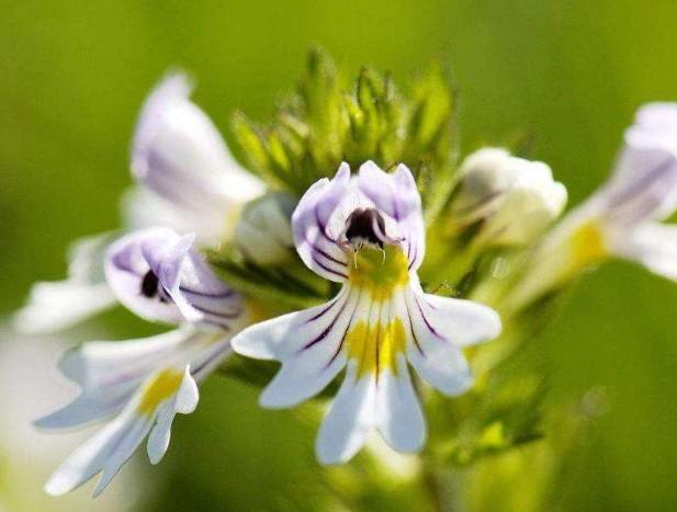 要想小米草種的好,要學(xué)會(huì)種植的技巧與方法 要想小米草種的好,要學(xué)會(huì)種植的技巧與方法