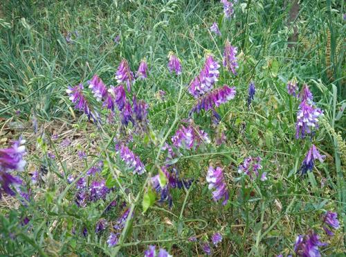 沙打旺種植氣候什么時(shí)候比較合適,有哪些需要注意的 沙打旺種植氣候什么時(shí)候比較合適,有哪些需要注意的