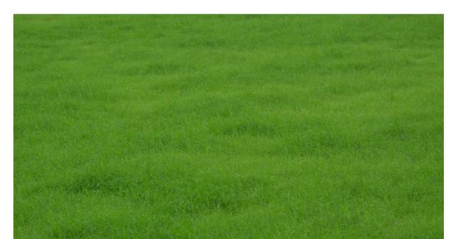 野牛草種植這幾個步驟一定要掌握好,種植就比較簡單 野牛草種植這幾個步驟一定要掌握好,種植就比較簡單