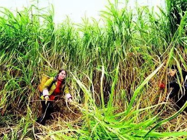 種植皇竹草養牛劃算嗎,一頭牛吃多少斤皇竹草 種植皇竹草養牛劃算嗎,一頭牛吃多少斤皇竹草